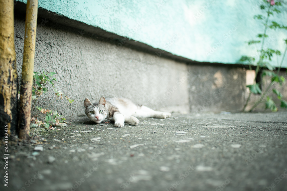 lazy cat lying on the asphalt in the city