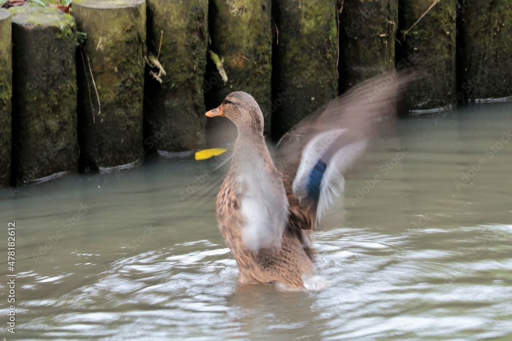 Fototapeta premium Colvert