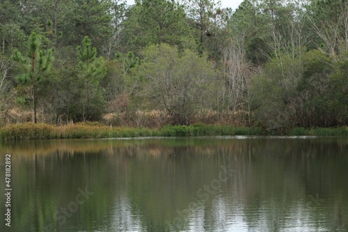 Trees Along A Ponds Edge. 