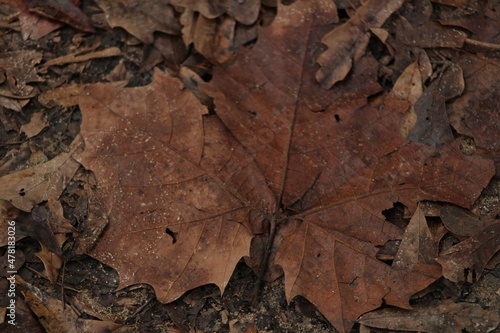 Leaves On The Forest Floor In Fall. 