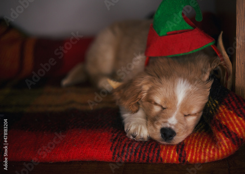 spaniel puppy sleeping in its bed wearing elf ears with room for text
