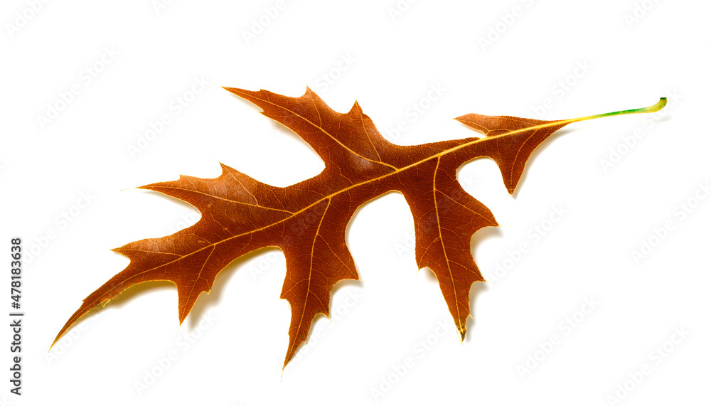 Naklejka premium Autumn leaf of oak on white background
