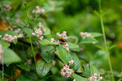 a bumblebee taking nectar from white little flowers and green leaves of Cotoneaster franchetii Bois