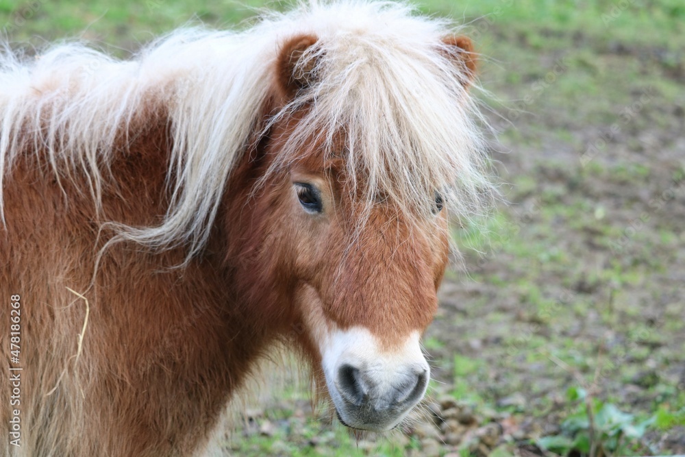 Poney Poney