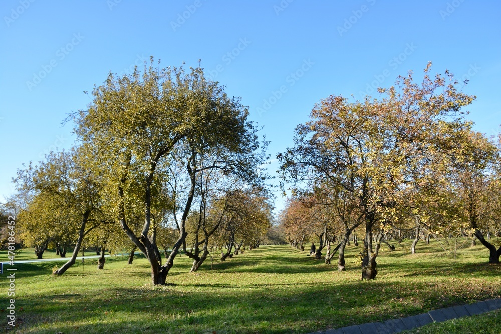 Obraz premium apple tree in spring