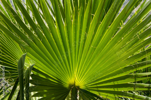 Tropical background. Close-up on palm leaves.