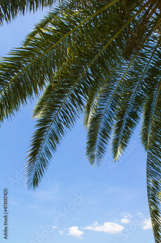 Summer background. Close-up on palm leaves  sea and mountains on the sunny day. Location vertical.