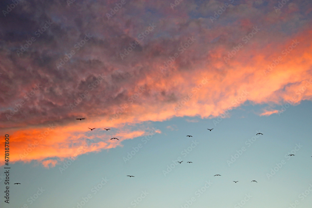 Obraz premium Seagulls in the sunset