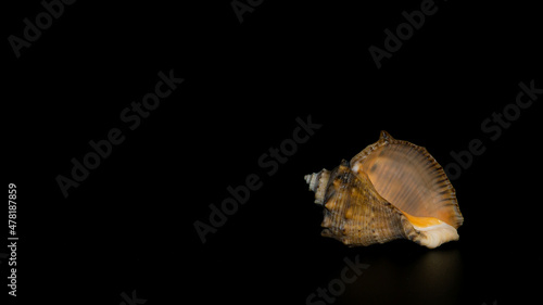 mollusk shell on black background in the light