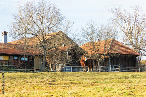 Large cold blooded horse in front of a farm in Wessobrunn in Bavaria on the pasture photo