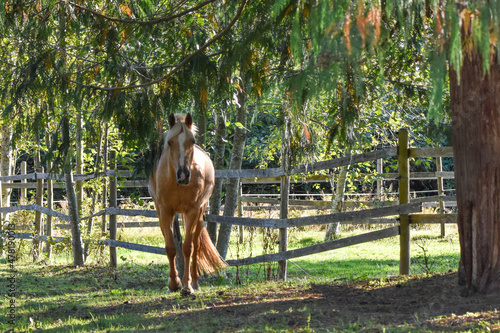 Horse under a cedar tree