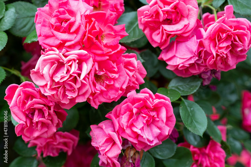 Bush blooming pink roses close up