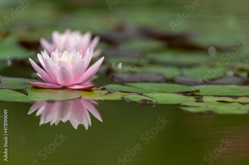 Pink water lily close up