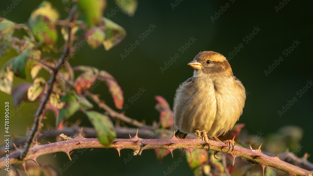 Female house sparrow (Passer domesticus) perched on a branch in a hedge, UK Female house sparrow (Passer domesticus) perched on a branch in a hedge, UK