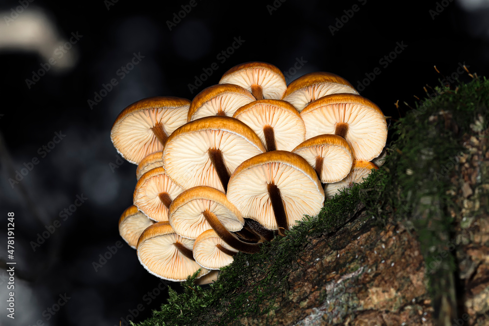 Armillaria mellea or honey fungus growing on a tree trunk in the forest among moss, bottom view, macro Armillaria mellea or honey fungus growing on a tree trunk in the forest among moss, bottom view, macro