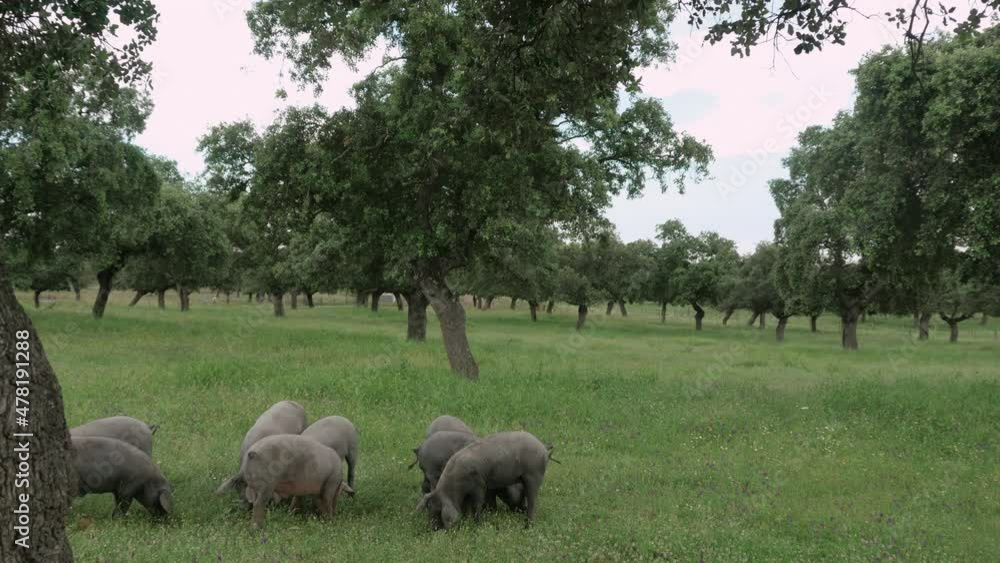 Herd of Iberian pigs eating grass and acorns in freedom in the pasture. Montanera. Pata Negra. Dehesa. Herd of Iberian pigs eating grass and acorns in freedom in the pasture. Montanera. Pata Negra. Dehesa.
