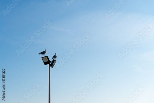 Two seagulls on a pole with street lamps, against the blue sunset sky.