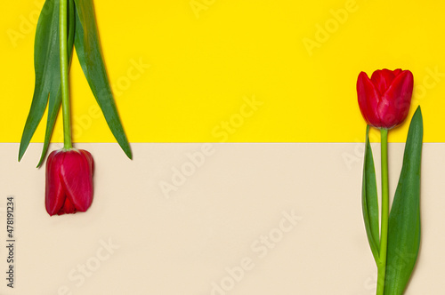 Collection of diffrenet kind of tulips on geometric color paper background. Image 8 of 16 photo