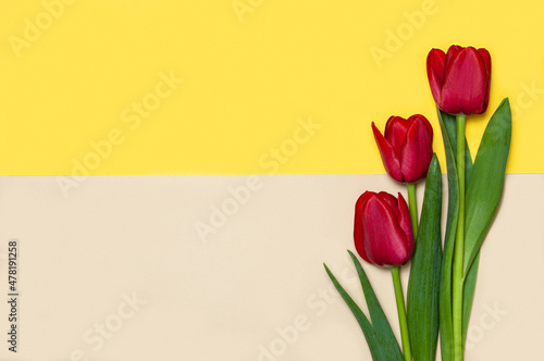 Fototapeta Naklejka Na Ścianę i Meble -  Collection of diffrenet kind of tulips on geometric color paper background. Image 9 of 16