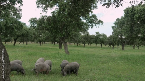 Herd of Iberian pigs eating grass and acorns in freedom in the pasture.  Montanera. Pata Negra. Dehesa.