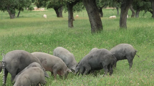 Herd of Iberian pigs eating grass and acorns in freedom in the pasture.  Montanera. Pata Negra. Dehesa.