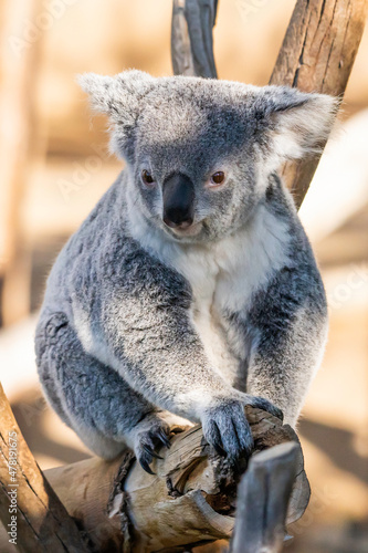 Koala Bear Sitting on Eucalyptus Tree at Zoo