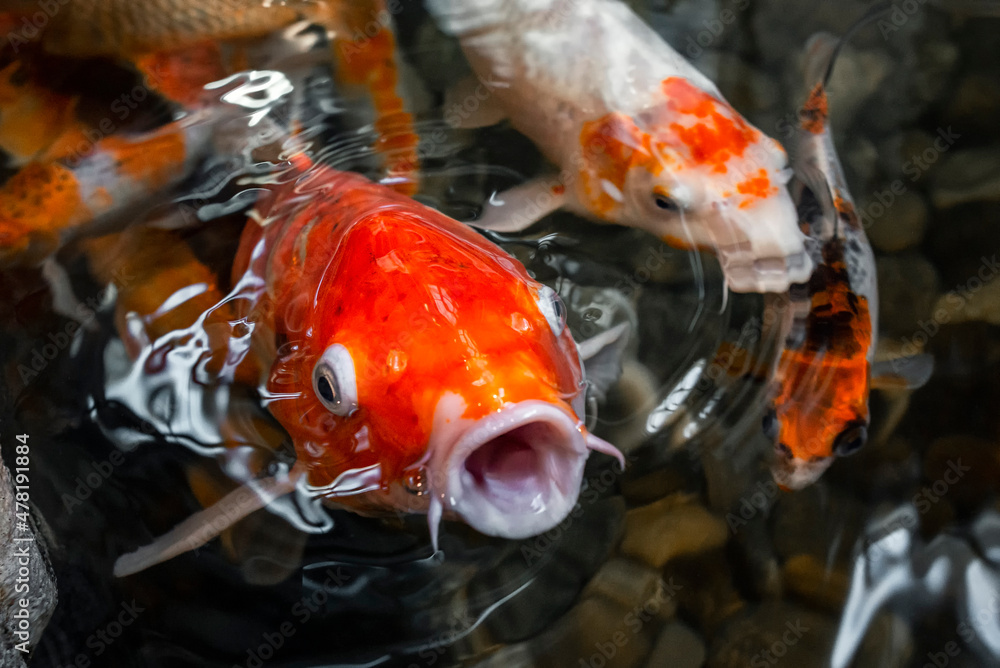 Red koi carp fish with open mouth in water surrounded by other koi