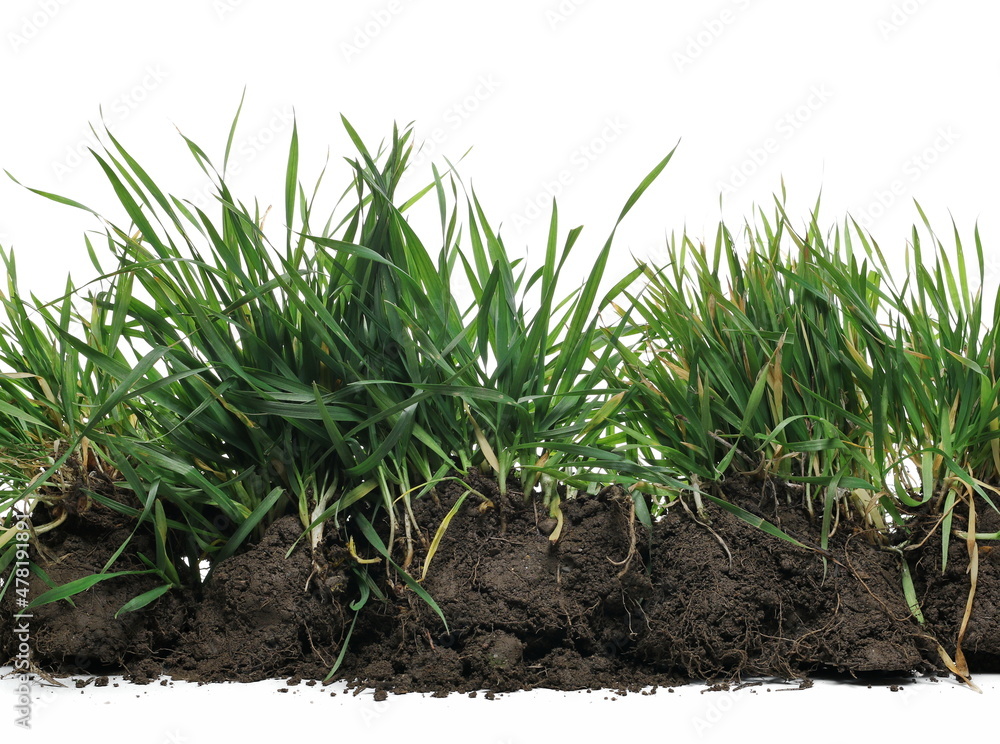 Green grass with dirt isolated on white background and texture Stock ...