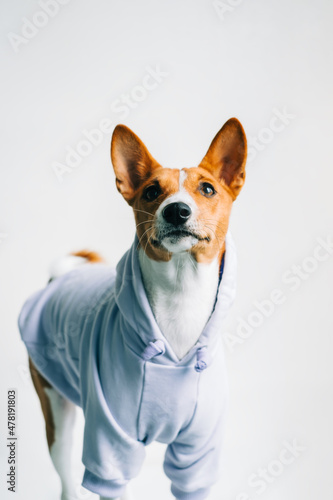 Fototapeta Naklejka Na Ścianę i Meble -  Portrait of funny red white basenji dog wearing hoodie