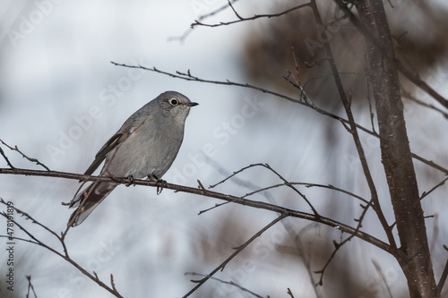Adult Townsend's Solitaire bird perched on a tree branch close up wildlife background photo