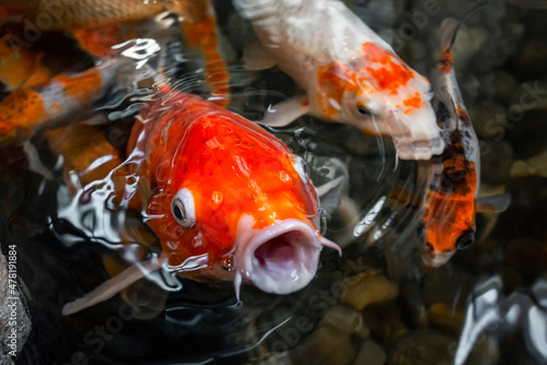 Obraz na płótnie Red koi carp fish with open mouth in water surrounded by other koi w salonie