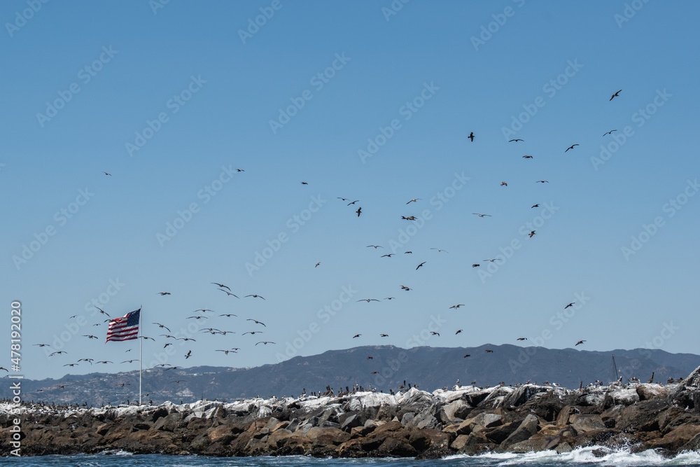 Pelicans frolic by the ocean in Marina del Rey, Ca