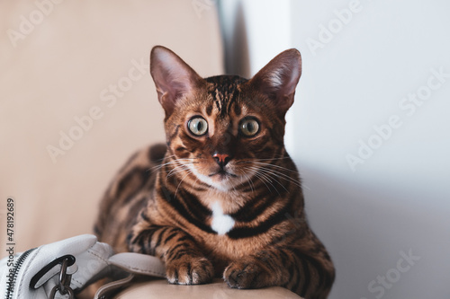 Bengal cat lies on a light leather armchair