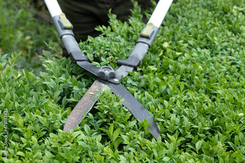Scissors for cutting bushes over a boxwood bush. Trimming bushes in the garden