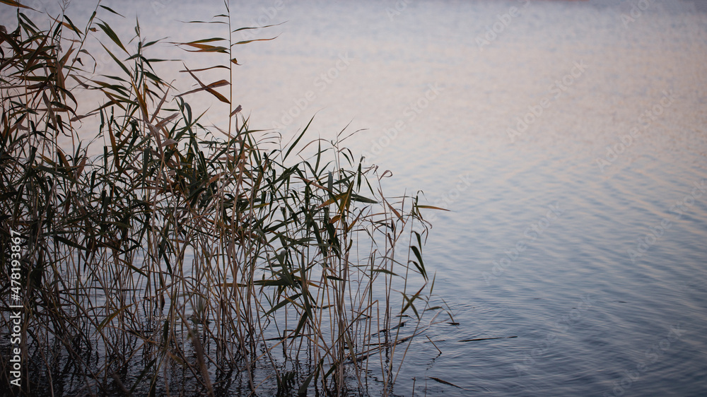 Wild reed in a lake . The blue mirror surface of the lakes water reflects the stems of the grass standing near the shore Wild reed in a lake . The blue mirror surface of the lakes water reflects the stems of the grass standing near the shore