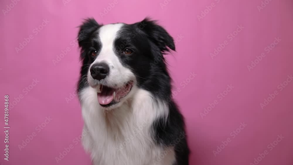 Funny portrait of cute puppy dog border collie isolated on pink colorful background. Cute pet dog. Pet animal life concept Funny portrait of cute puppy dog border collie isolated on pink colorful background. Cute pet dog. Pet animal life concept