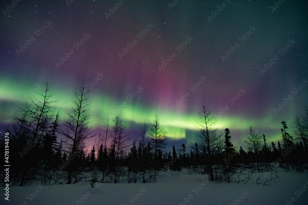 Powerful and wild northern lights fill the sky above a boreal forest treeline foreground in northern Manitoba, Canada