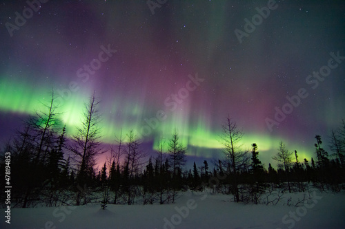 Powerful and wild northern lights fill the sky above a boreal forest treeline foreground in northern Manitoba, Canada