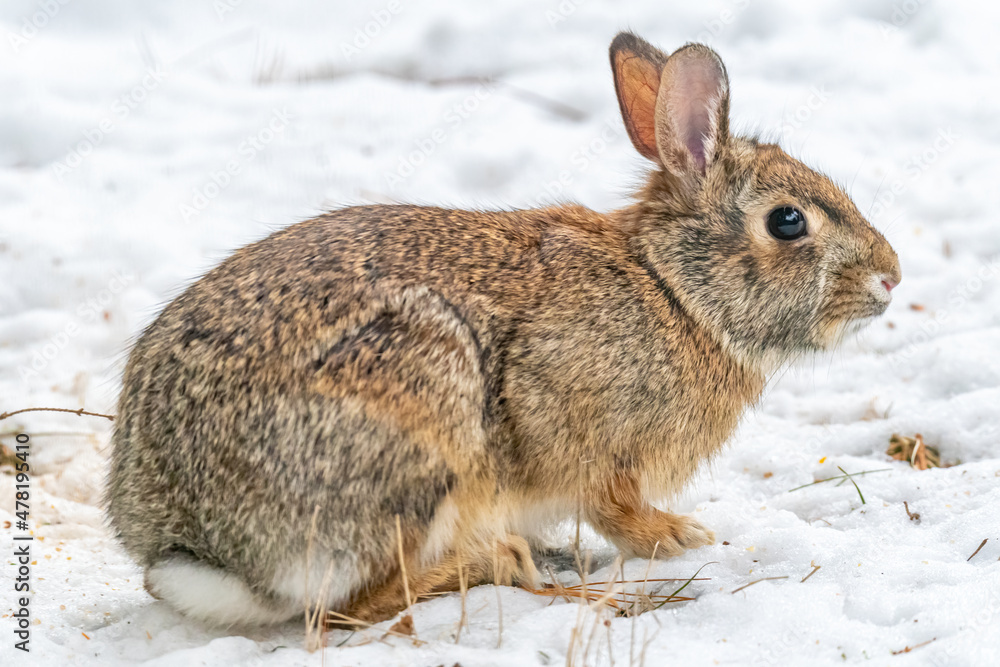 Close up side view of a young Eastern Cottontail Rabbit (Sylvilagus floridanus) standing in snow in the winter. Close up side view of a young Eastern Cottontail Rabbit (Sylvilagus floridanus) standing in snow in the winter.