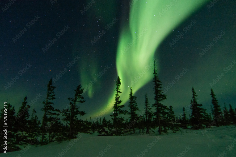 Powerful aurora borealis and northern lights fill the sky behind spruce trees at the edge of the treeline near Churchill, Manitoba, Canada
