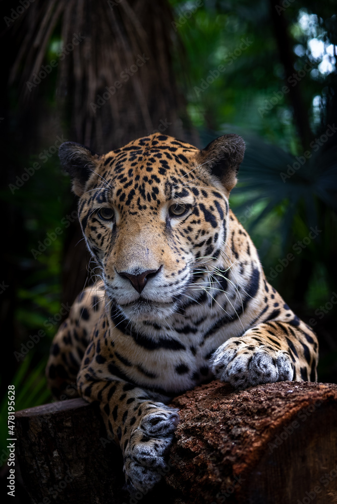 Obraz premium Jaguar portrait Belize 