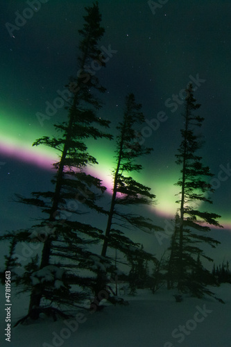 Strong band of Northern Lights behind three spruce trees in Canada's sub-arctic