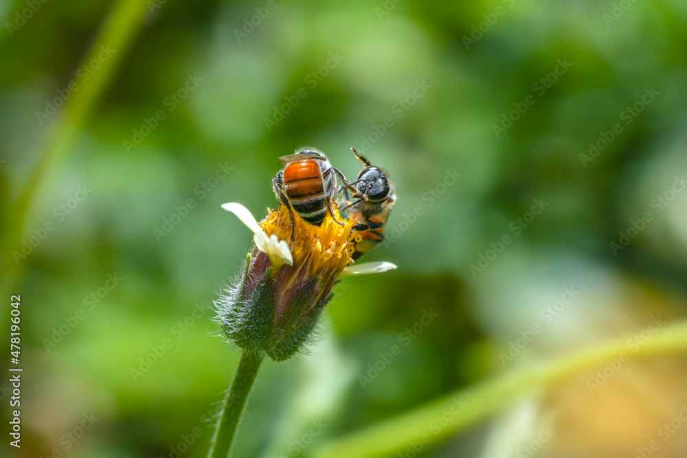Two Bee fighting for collect nectar at yellow flower on natural blur yellow flower field background, Bee flying over the yellow flower in blur background.