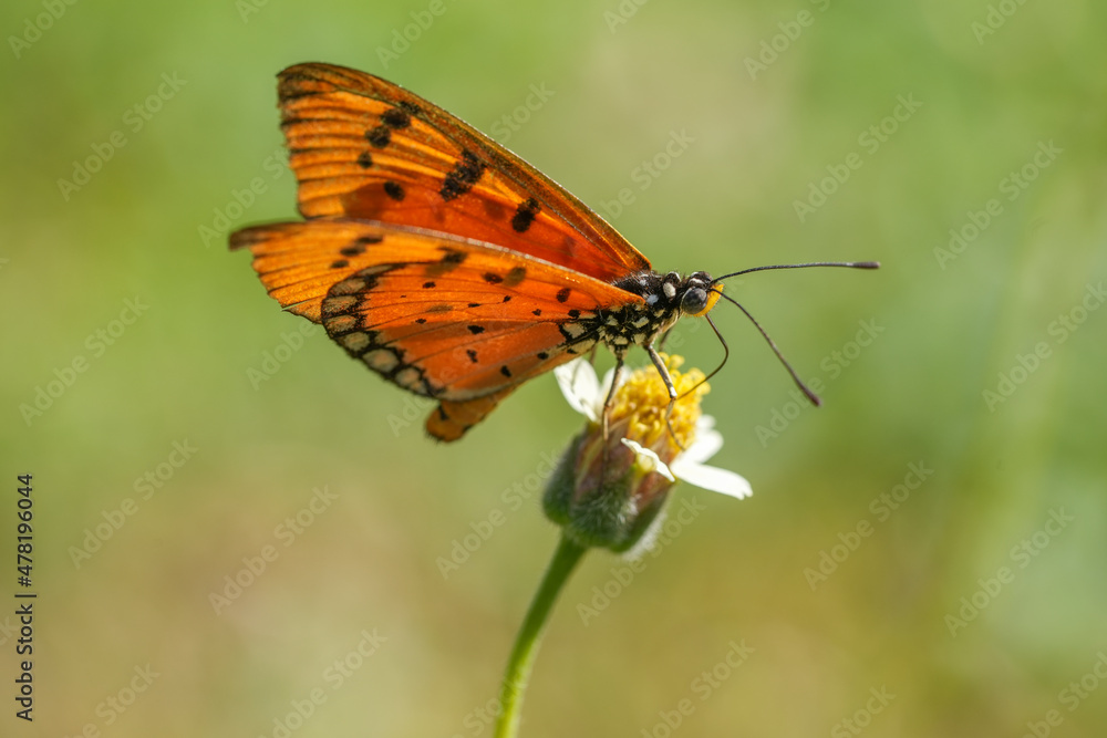 Obraz premium Orange butterfly feeding on lovely yellow flowers in blur garden background, Butterfly collecting pollen at yellow flower.