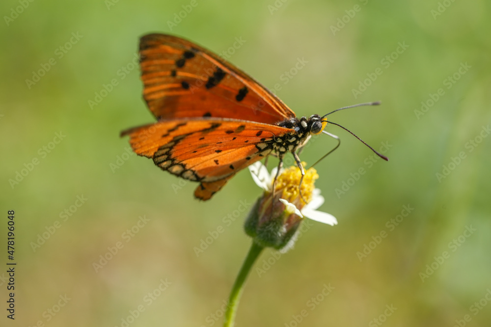 Orange butterfly feeding on lovely yellow flowers in blur garden background, Butterfly collecting pollen at yellow flower. Orange butterfly feeding on lovely yellow flowers in blur garden background, Butterfly collecting pollen at yellow flower.