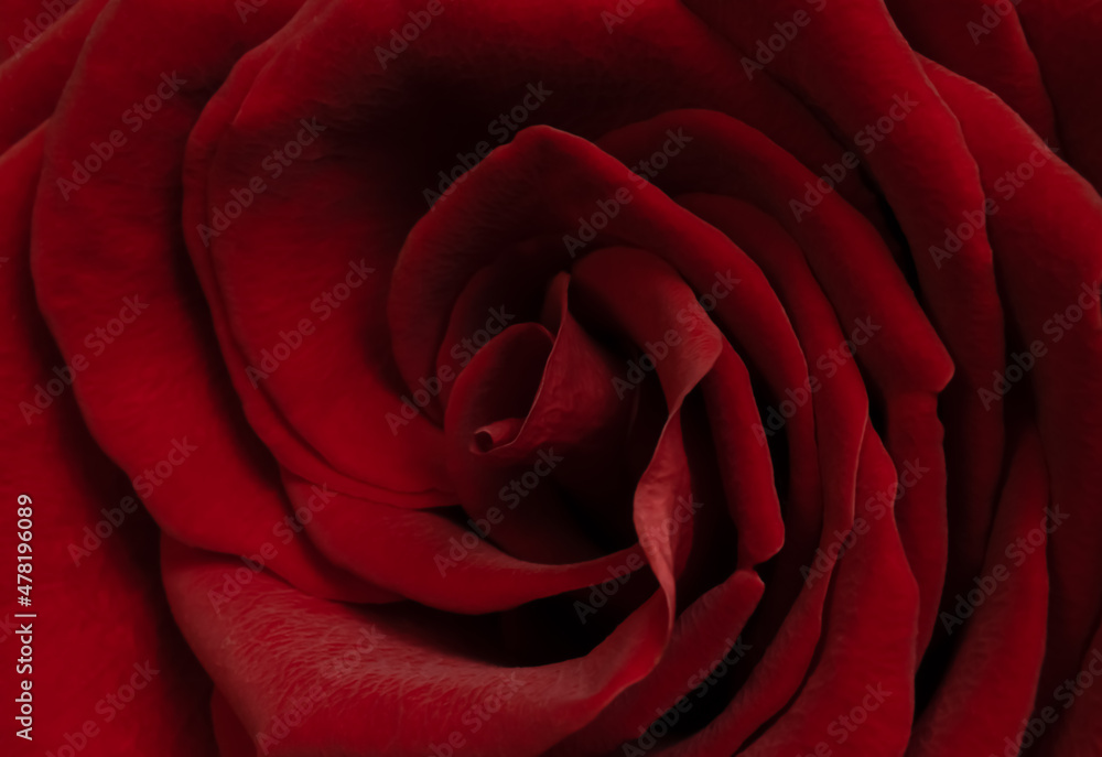 Red rose petals close up Red rose petals close up