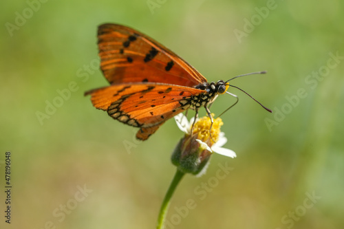 Orange butterfly feeding on lovely yellow flowers in blur garden background, Butterfly collecting pollen at yellow flower.