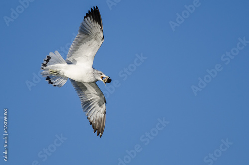 Ring-Billed Gull Carrying a Rock While Flying in a Blue Sky