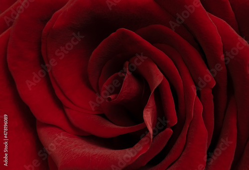 Red rose petals close up