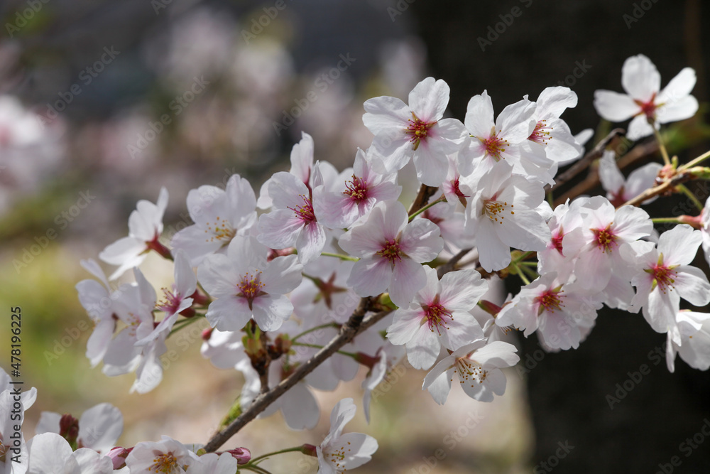 Fototapeta premium 桜の花